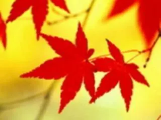 Maple Leaf Guest House Hong Kong China